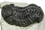 Bargain, Austerops Trilobite - Ofaten, Morocco #372445-2